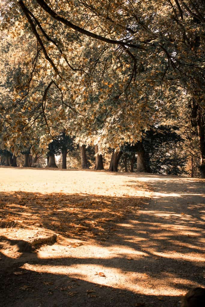 Fall Foliage