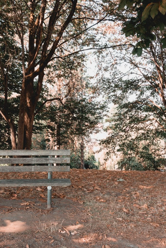 Fall Foliage