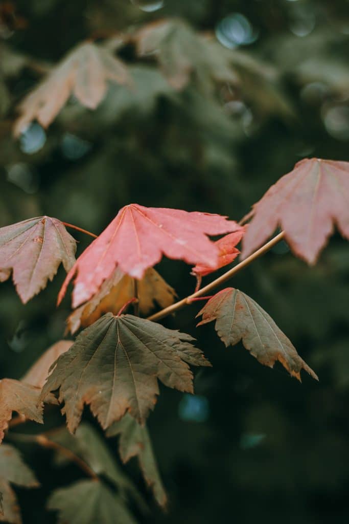 Fall Foliage