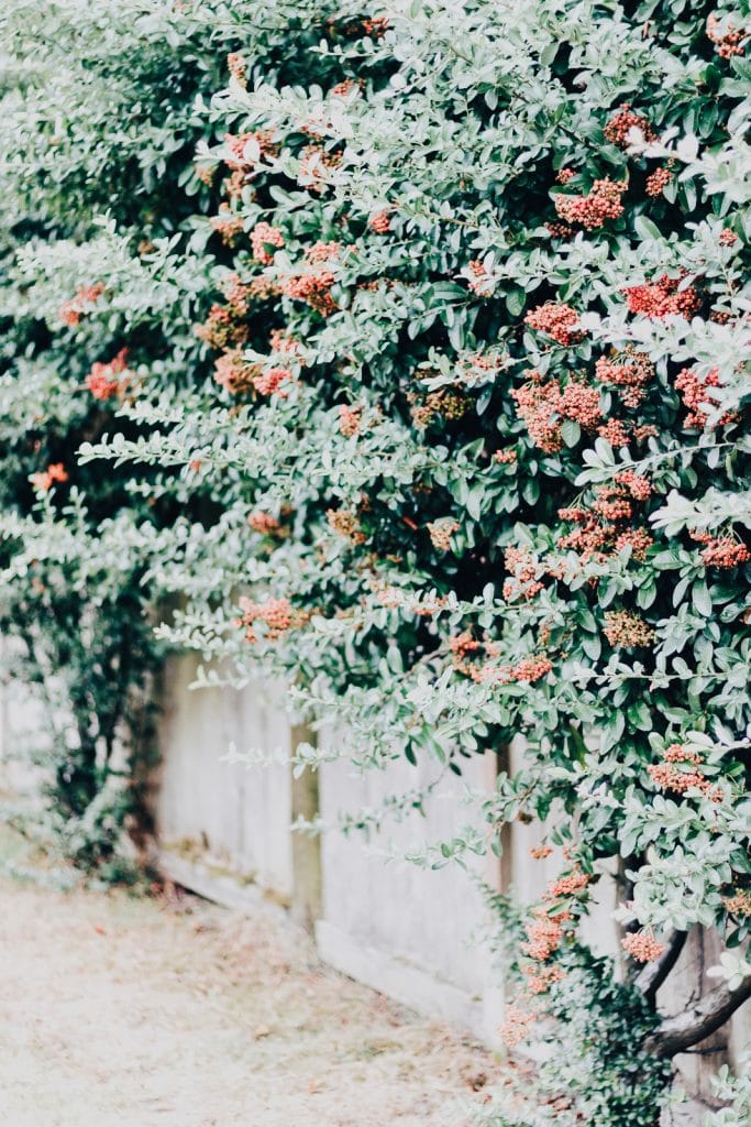 Fall Foliage