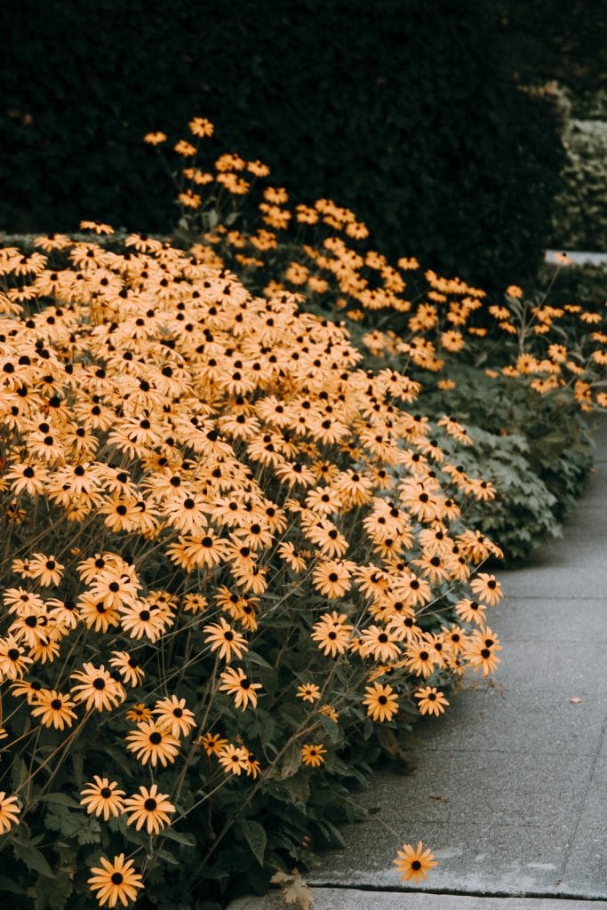 Fall Foliage