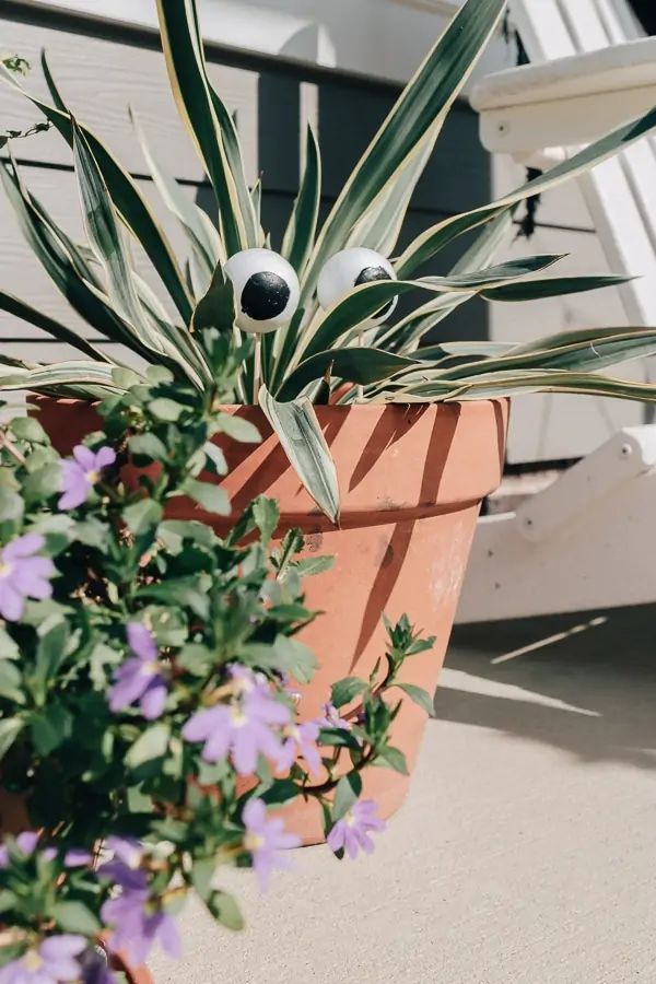 21 Halloween decor Ideas to Unleash your Creativity - Decor Hint plants with eyes sticking out