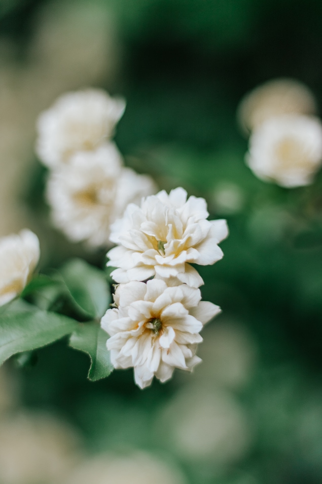 All about the Lady Banks Rose - totally thornless, easy to care for, and a prolific climber. Save this pin and click through for your next garden idea! #roses #ladybanksrose #climbingplants #trellis #spring #garden #flowers