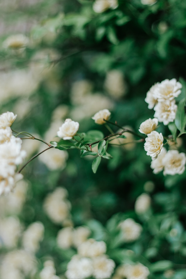 All about the Lady Banks Rose - totally thornless, easy to care for, and a prolific climber. Save this pin and click through for your next garden idea! #roses #ladybanksrose #climbingplants #trellis #spring #garden #flowers
