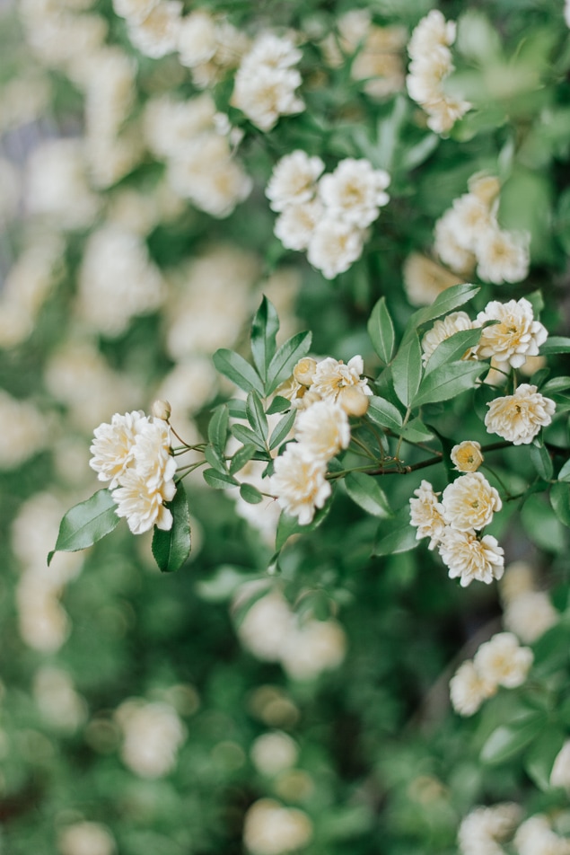 All about the Yellow Lady Banks Rose - totally thornless, easy to care for, and a prolific climber. Save this pin and click through for your next garden idea! #roses #ladybanksrose #climbingplants #trellis #spring #garden #flowers