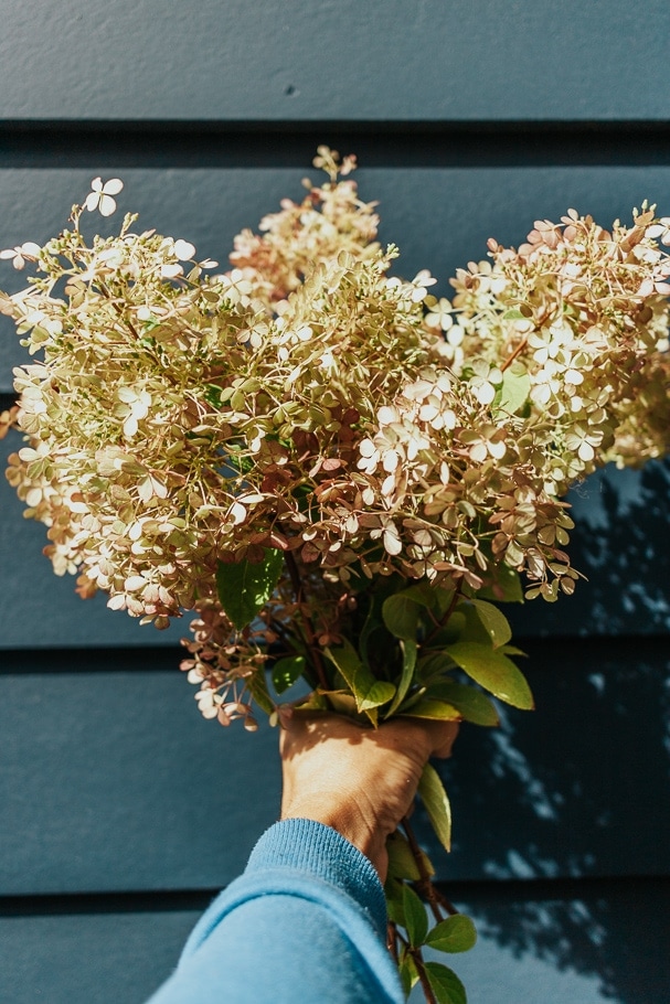 hydrangeas against blue siding