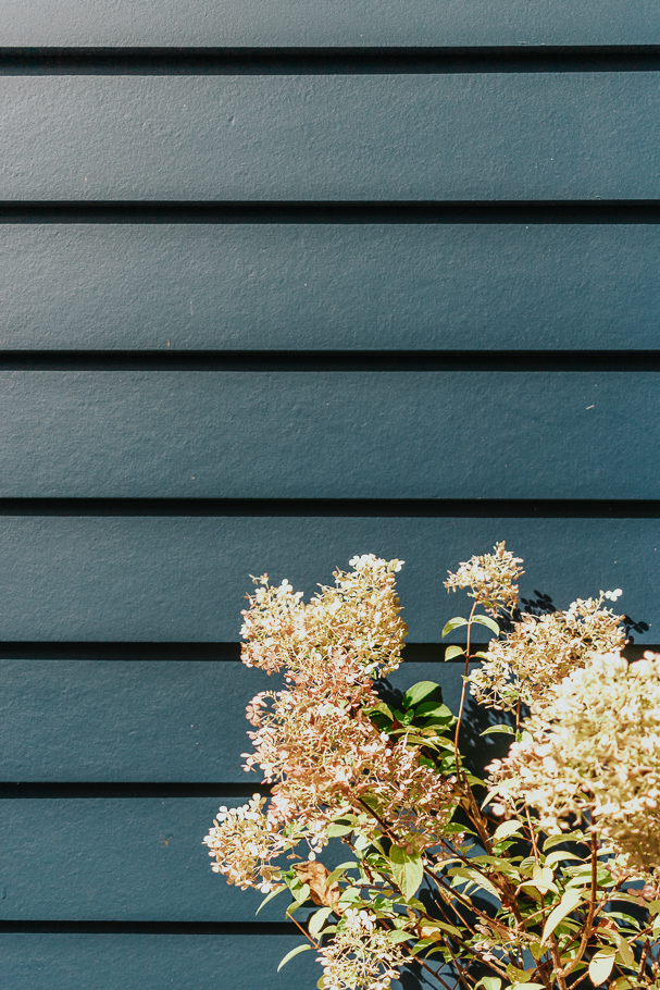 hydrangeas against blue siding