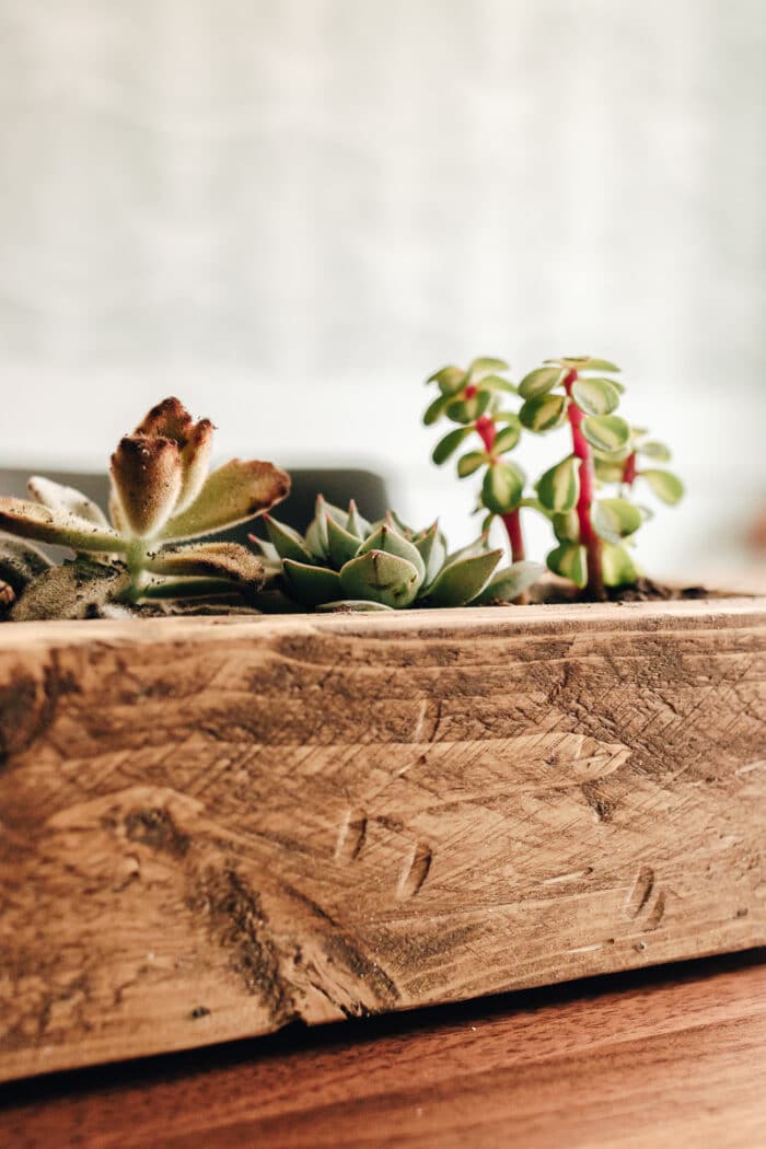 Charming DIY Succulent Planter Box Decorhint