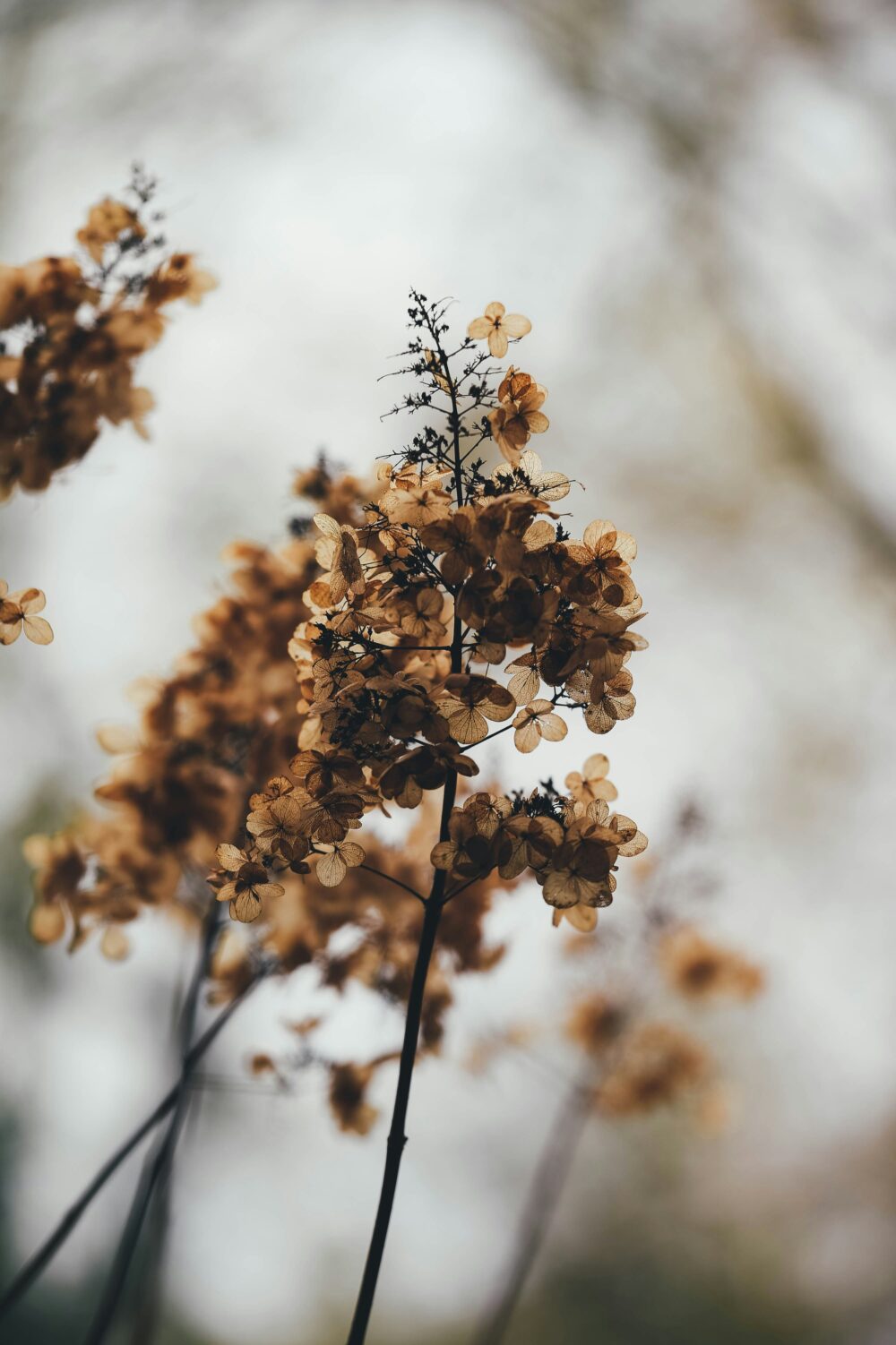 All the Fall Feels - Decor Hint brown hydrangeas that remind me of fall