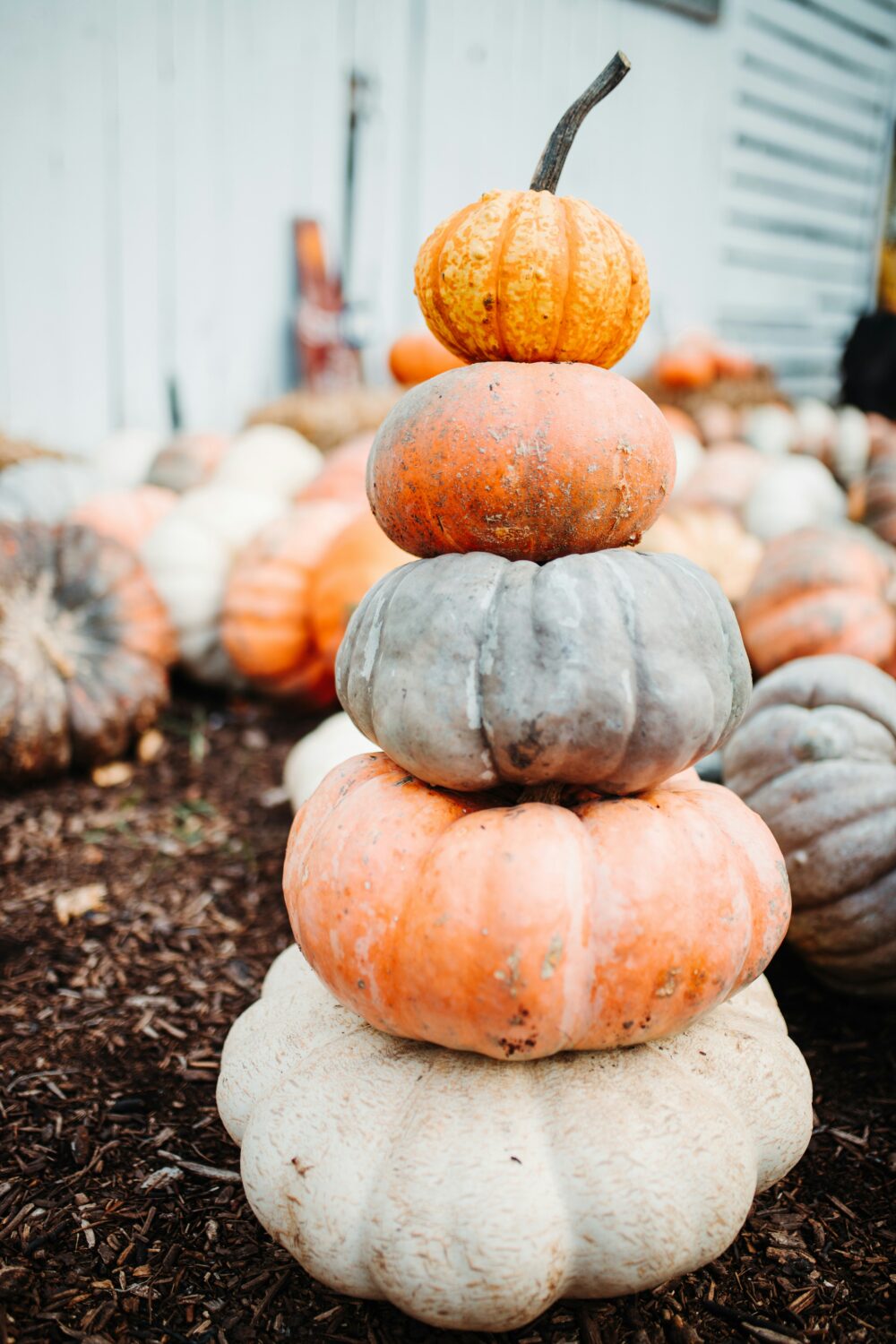 All the Fall Feels - Decor Hint pumpkins stacked