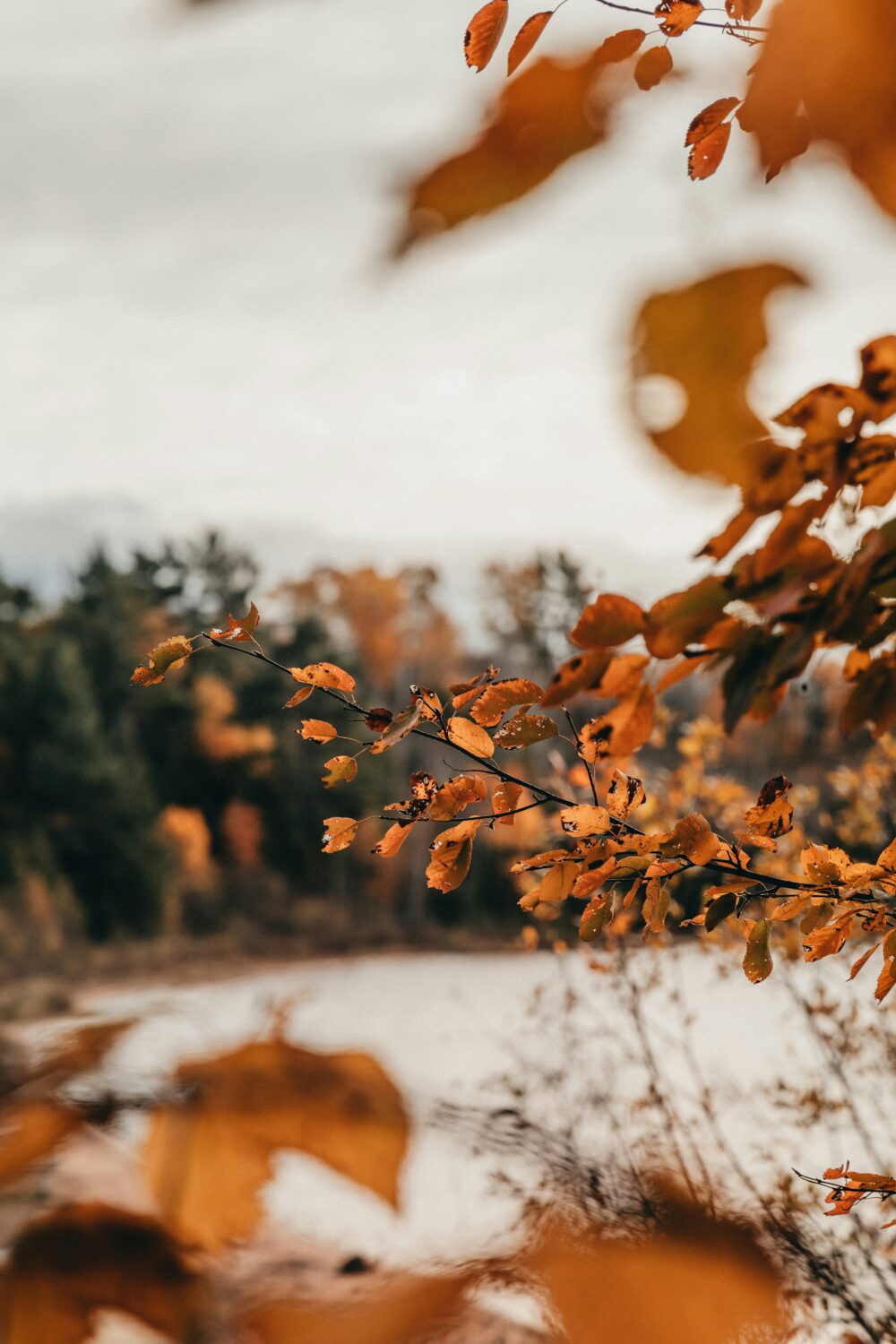 All the Fall Feels - Decor Hint looking through fall branches to a river
