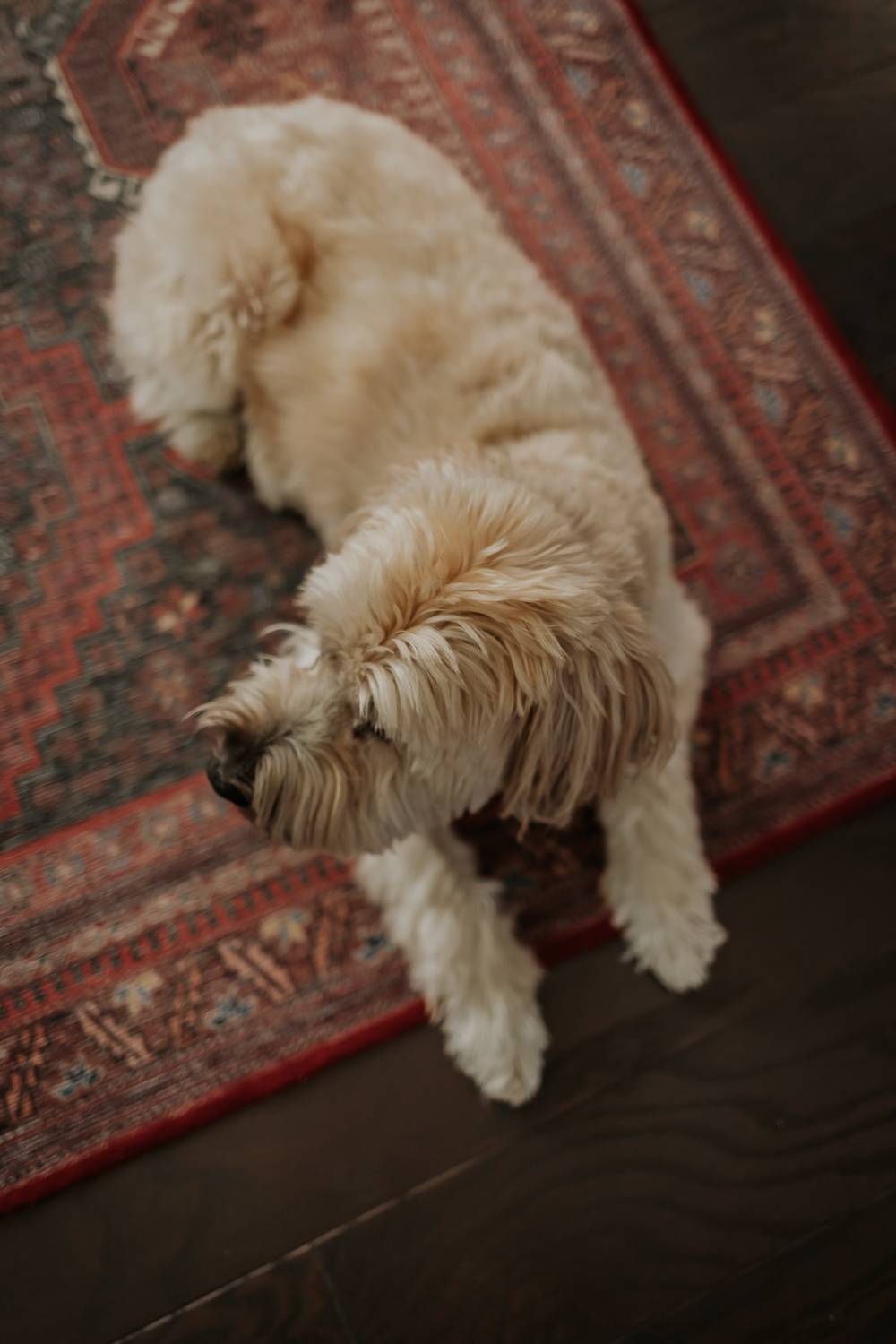Rug Buying 101: 4 Key Factors You Need to Know - Decor Hint dog laying on a rug