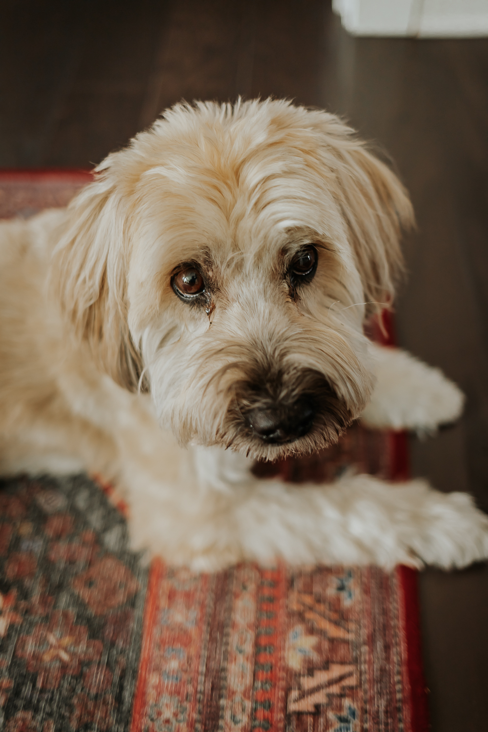 Best Kitchen Rugs And Mats For 2024 Decor Hint