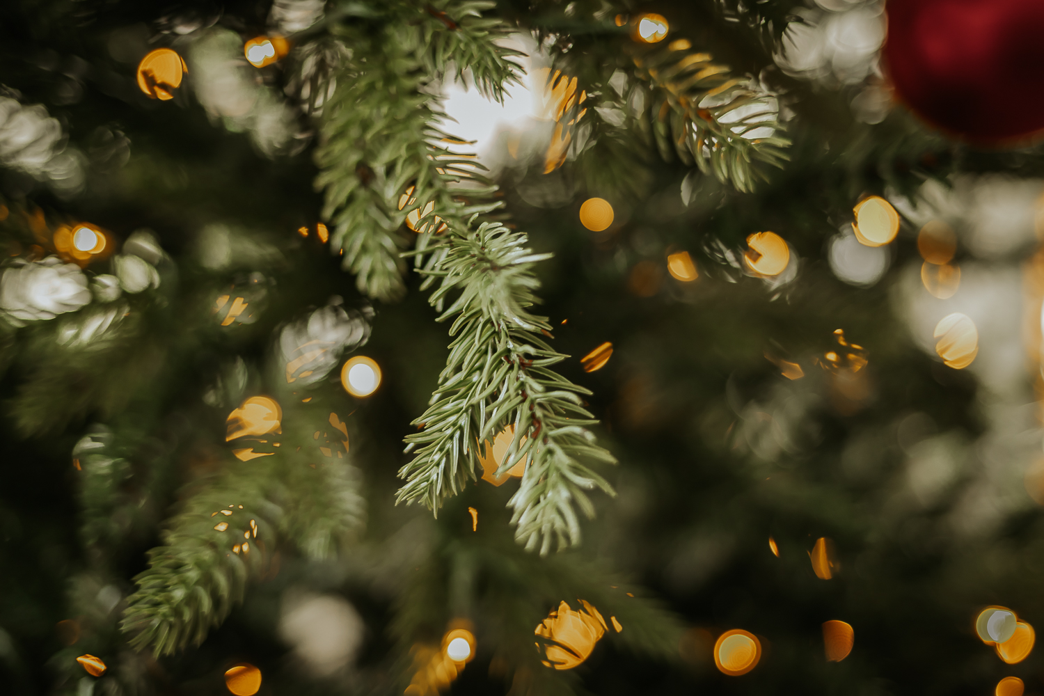 King Of Christmas Trees Review One Year Later