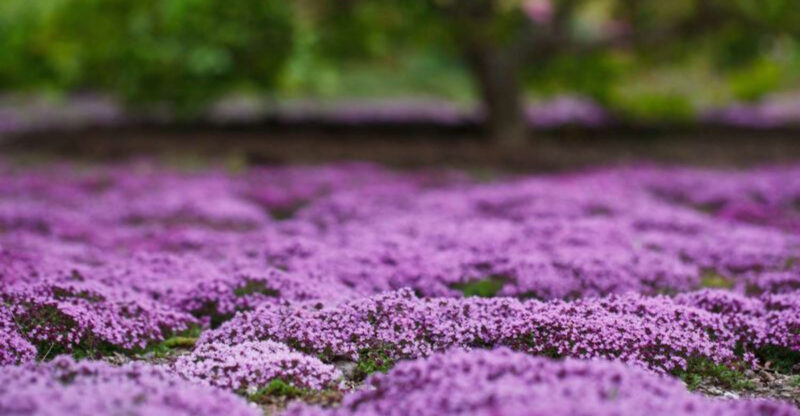 10 Landscaping Projects That Don’t Pay Off, According To Real Estate Pros (And 8 That Totally Do)