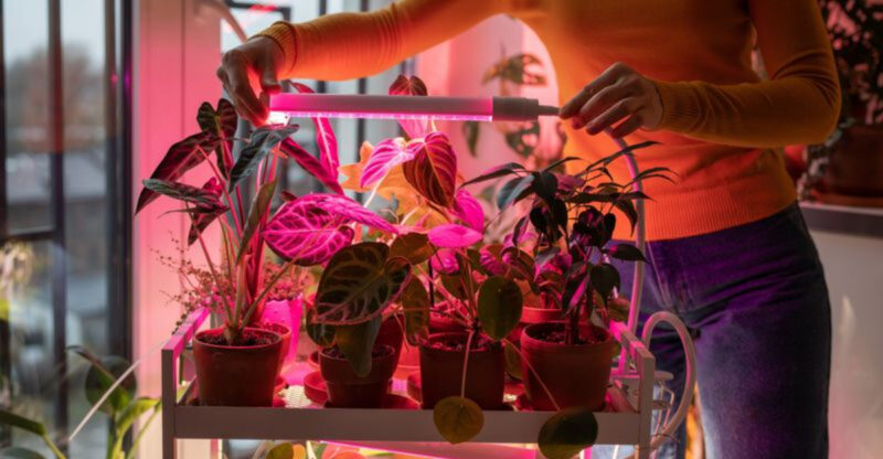 Neon Lights vs. Nature Vibes: The 2026 Home Decor Battle