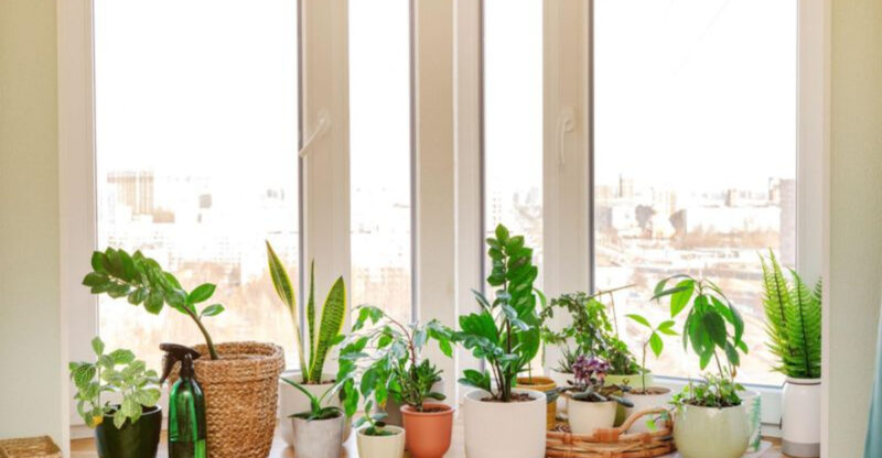 Rooting For Indoor Jungles