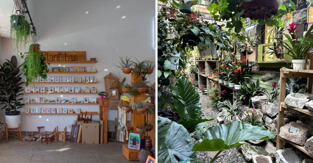 10 California Plant Shops That Locals Line Up For Every Weekend - Decor Hint