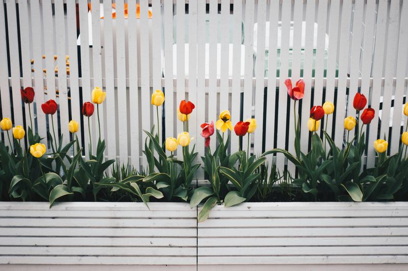 10 Quick Backyard Updates That Could Transform Its Look - Decor Hint Adding a Fresh Coat of Paint to Fences