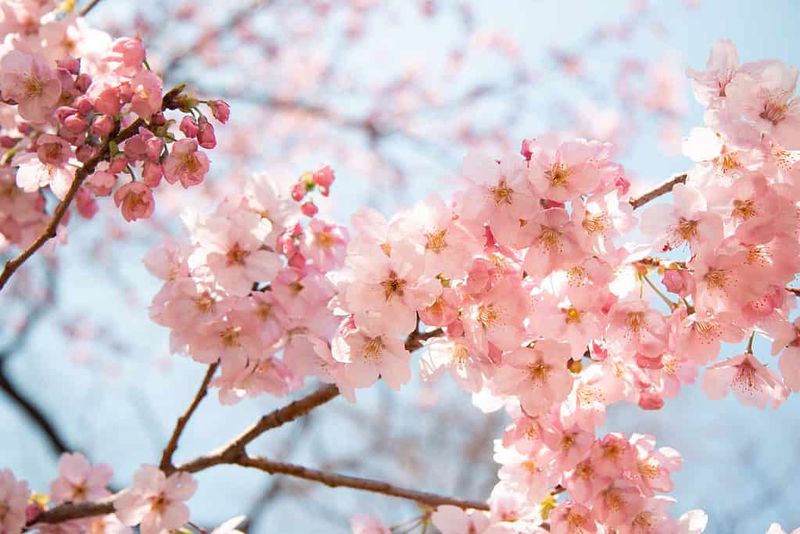 11 Wallpaper Prints In Michigan That Feel Like The Good Old Days - Decor Hint Cherry Orchard Blossoms