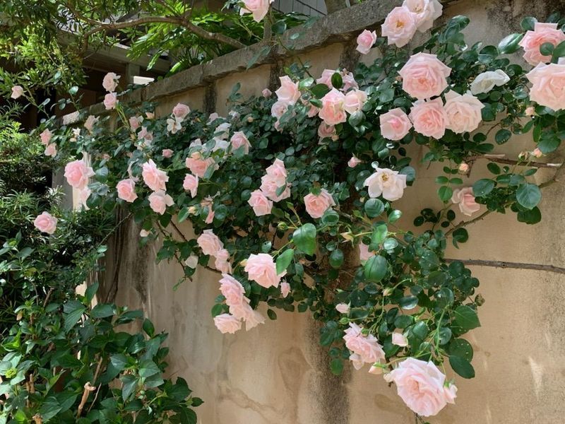 5 Georgia Floral Trends To Try And 3 Styling Habits To Avoid - Decor Hint Lush Garden Rose Clusters