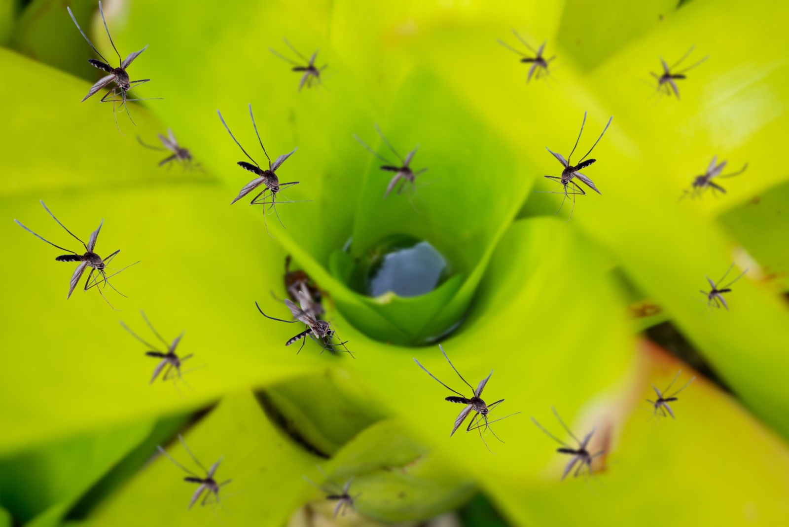7 Common Yard Elements That Can Draw Mosquitoes