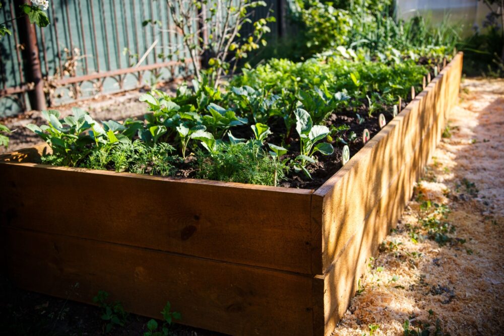 A Raised Vegetable Bed