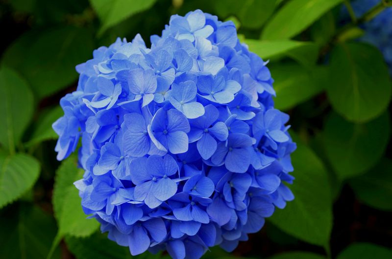 10 Creative Ways You Can Bring Blue Into Your Space - Decor Hint Blue Botanical Additions