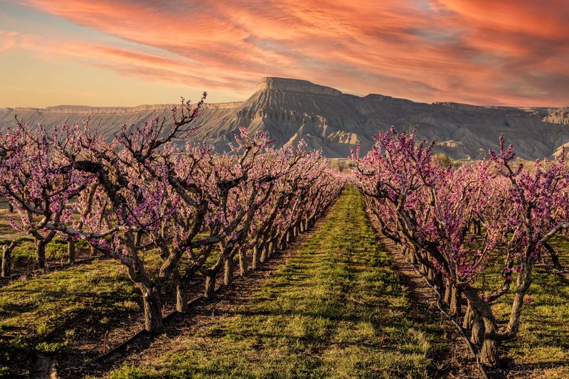 Palisade's Vineyard Viewing Platform