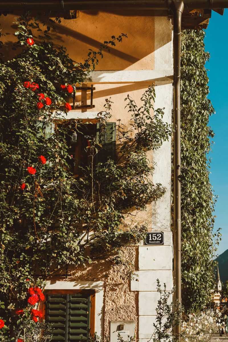 Avoid These 8 Home Features That Can Lead To Long-Term Damage - Decor Hint Overgrown Ivy on Walls