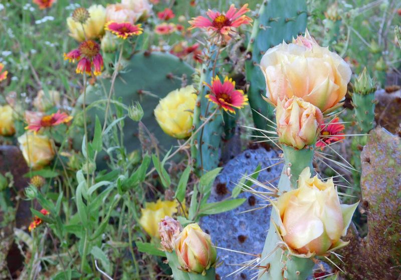 9 Texas Front Porch Ideas That Make Homes Instantly Welcoming - Decor Hint Prickly Pear and Native Plant Displays