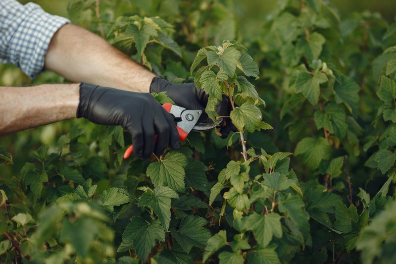 9 Simple Home Maintenance Tasks That Can Prevent Damage - Decor Hint Trim Trees And Shrubs Away From House
