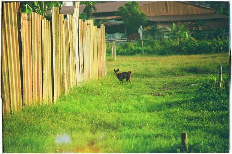Pet Waste Neglect