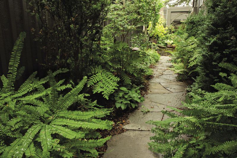 16 Garden Paths In Washington That Capture Park-Like Beauty - Decor Hint Fern Gully Passage