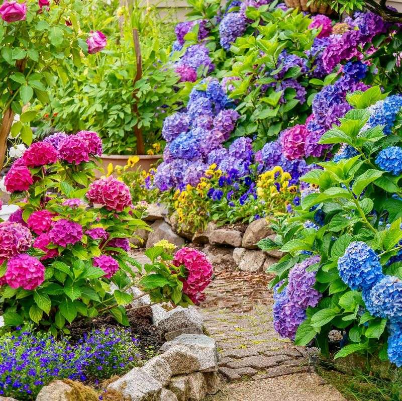 Colorful Flower Borders