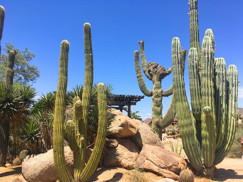 Desert-Smart Landscaping