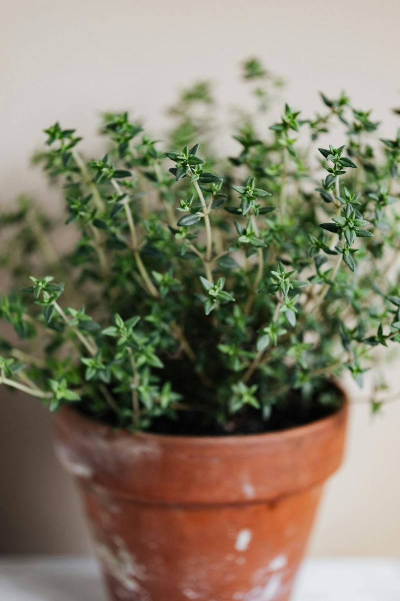 7 Quick Countertop Addition That Makes Kitchens Look Better - Decor Hint Small Potted Herbs