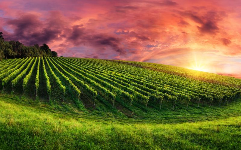 11 Wallpaper Prints In Michigan That Feel Like The Good Old Days - Decor Hint Kalamazoo Vineyards