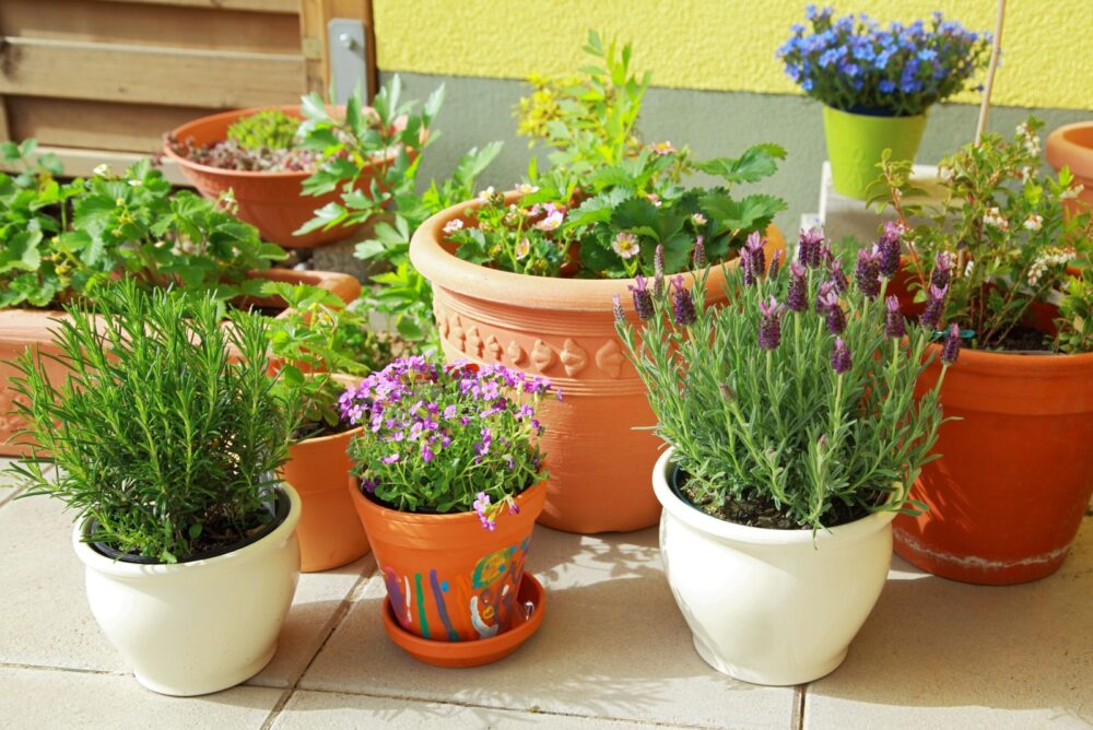 Group Potted Plants