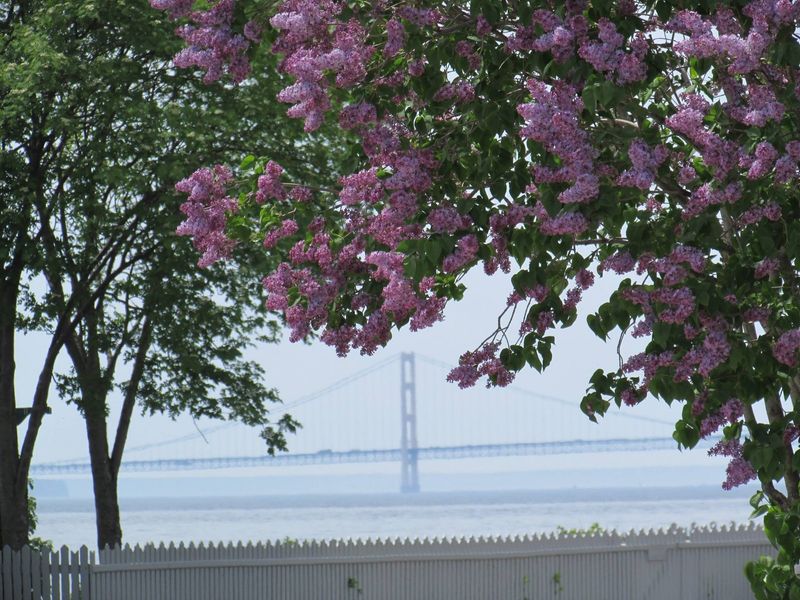 11 Wallpaper Prints In Michigan That Feel Like The Good Old Days - Decor Hint Mackinac Island Lilacs