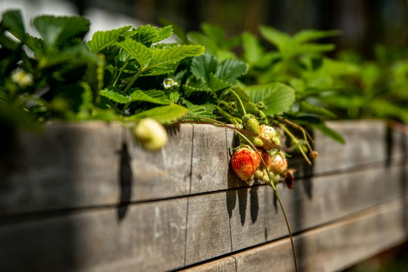 16 Common Garden Mistakes You Can Avoid Or Fix - Decor Hint Compacting Soil By Walking On Beds