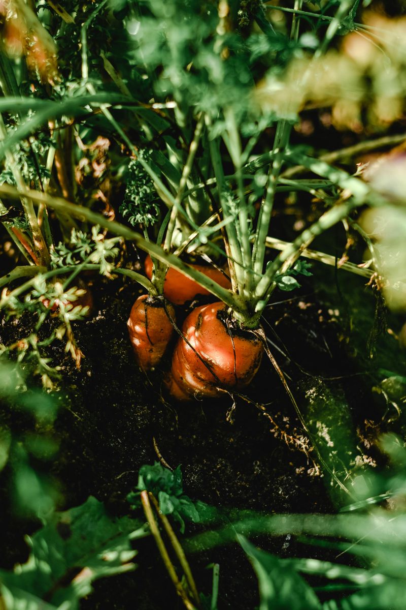 16 Common Garden Mistakes You Can Avoid Or Fix - Decor Hint Forgetting To Rotate Crops