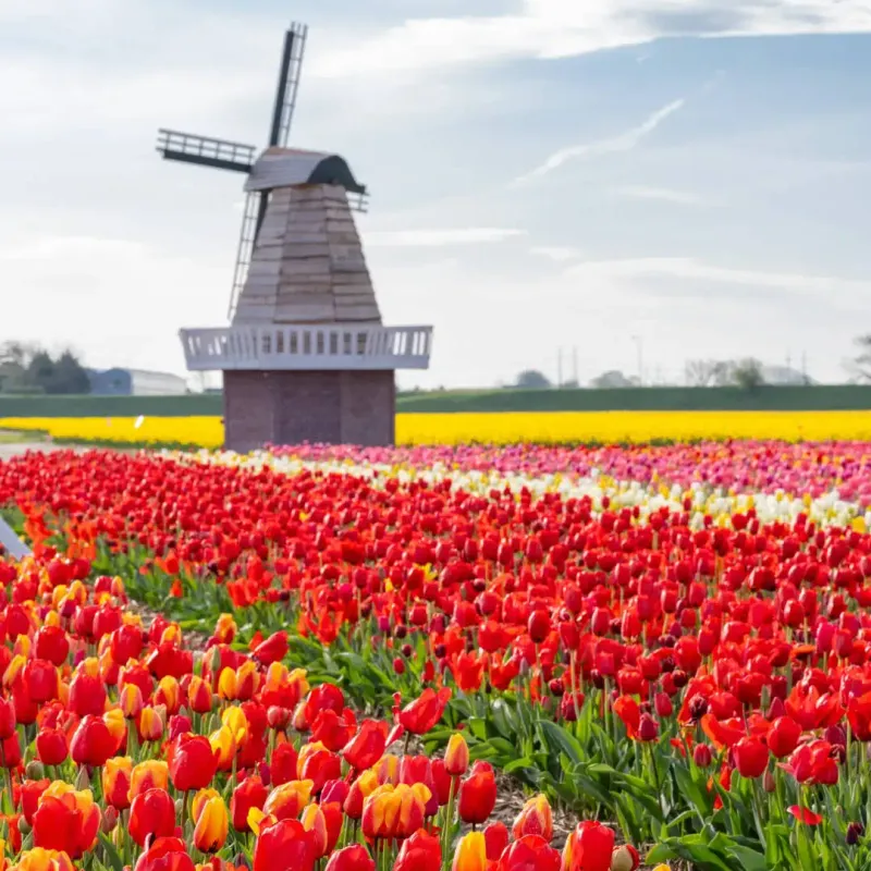 11 Wallpaper Prints In Michigan That Feel Like The Good Old Days - Decor Hint Holland Tulip Festival