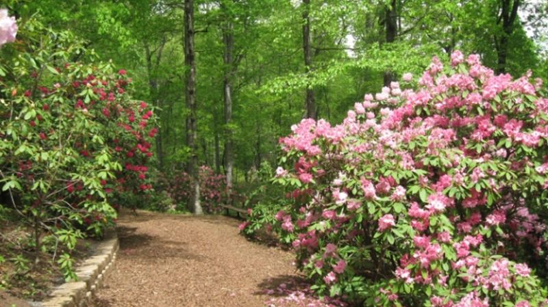 16 Garden Paths In Washington That Capture Park-Like Beauty - Decor Hint Rhododendron Ridge