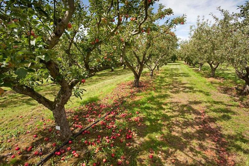 16 Garden Paths In Washington That Capture Park-Like Beauty - Decor Hint Orchard Lane