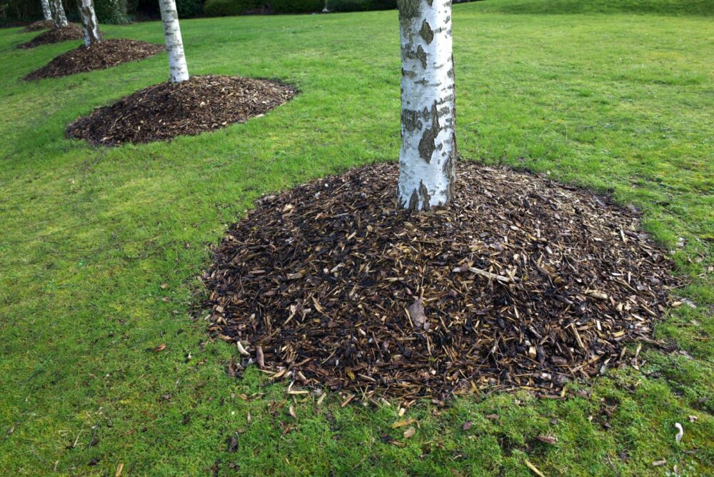 Mulch Rings Around Trees