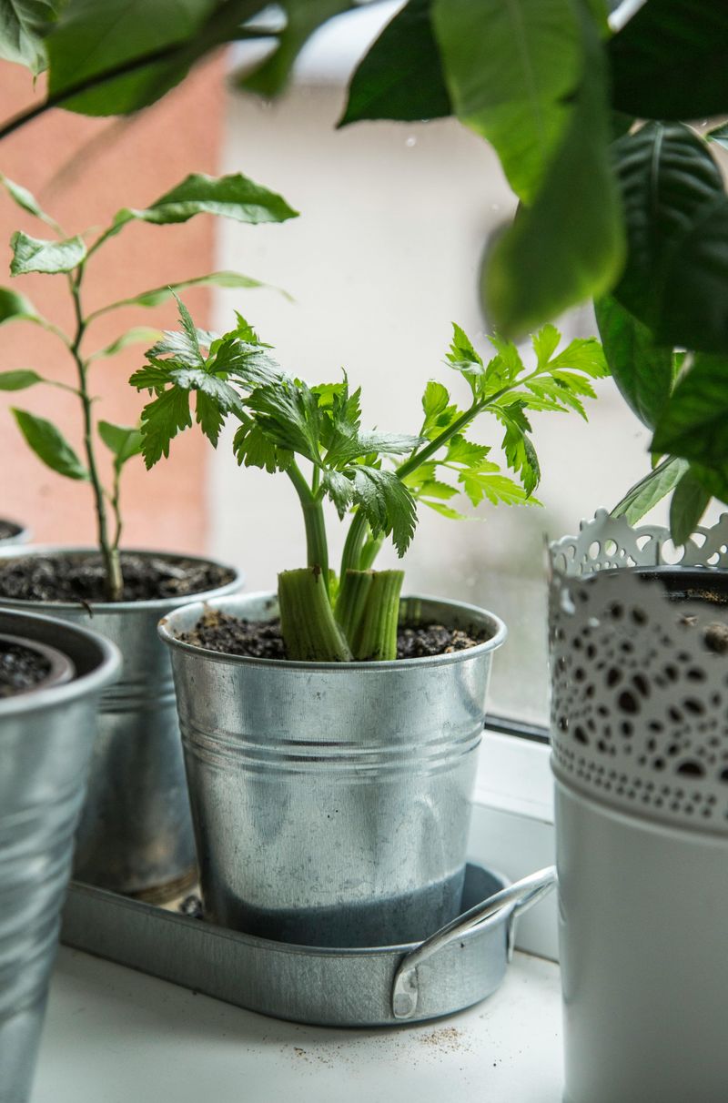 Fresh Herbs In Decorative Pots