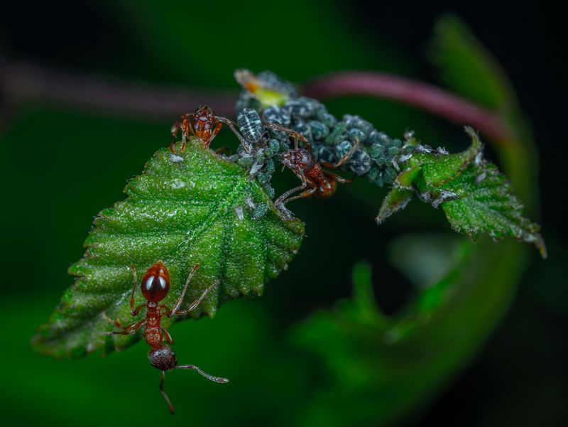16 Common Garden Mistakes You Can Avoid Or Fix - Decor Hint Ignoring Pest Problems