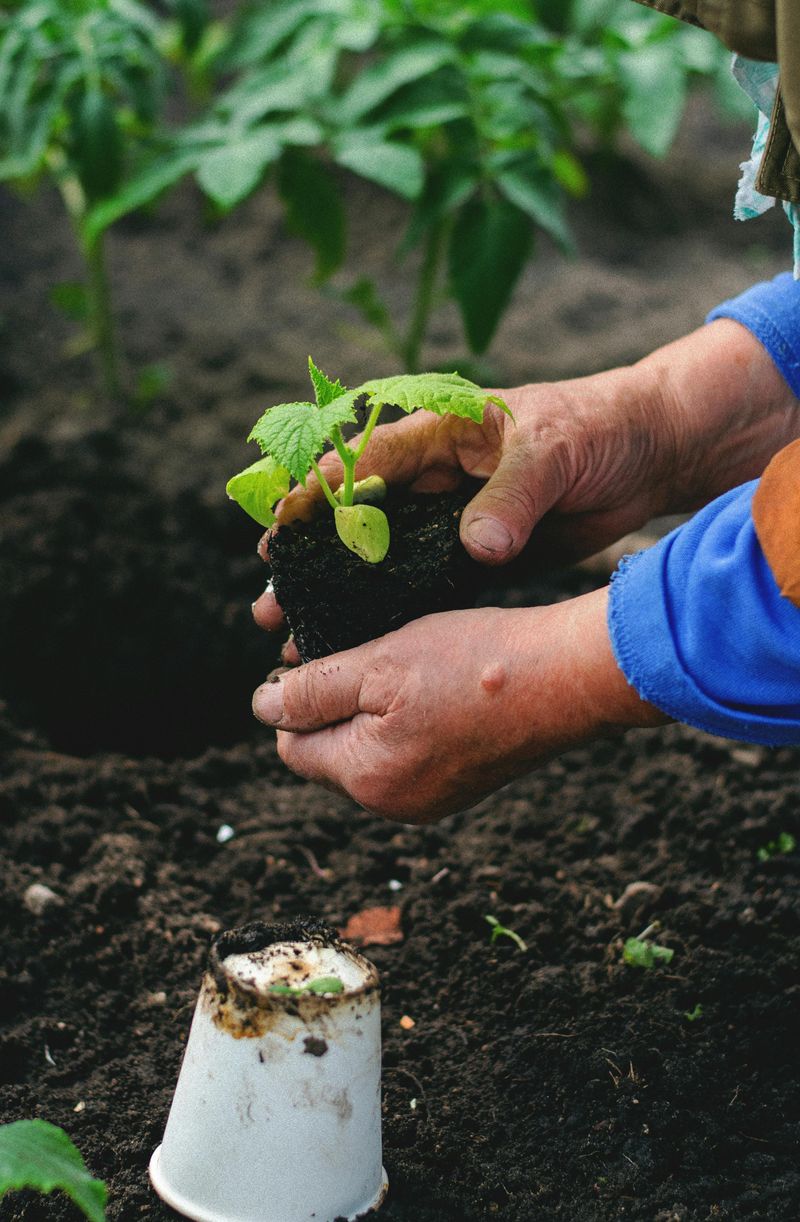 16 Common Garden Mistakes You Can Avoid Or Fix - Decor Hint Planting At The Wrong Time