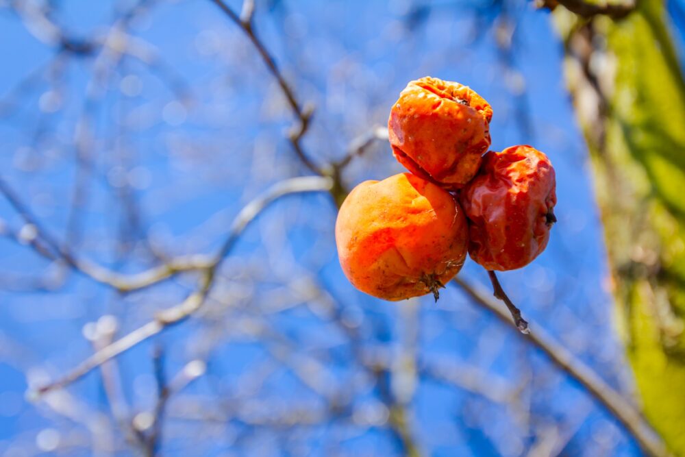 Overripe Fruit From Trees